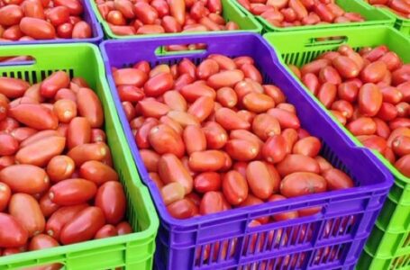 Agricultura lanza Festival de Tomate en diferentes puntos del país