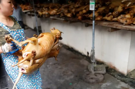 Corea del Sur prohibirá desde el 2027 el consumo de carne de perro