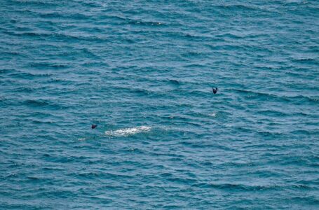 Medio Ambiente vigila paso de grupo de mantarrayas por costa salvadoreña