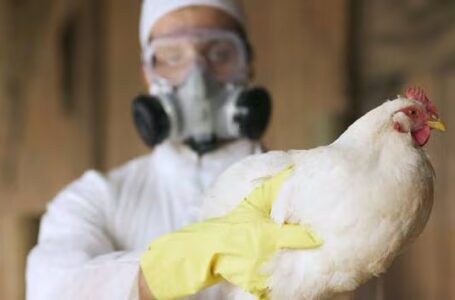 La OMS confirma la primera muerte por gripe aviar A(H5N2) en México