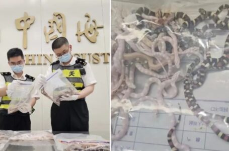 Un hombre intentó entrar a China con 100 serpientes vivas