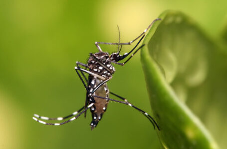 Muere menor de edad por dengue, confirma Salud